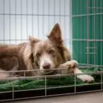 How to Relocate Your Pet…