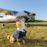 What to Expect When Flying…