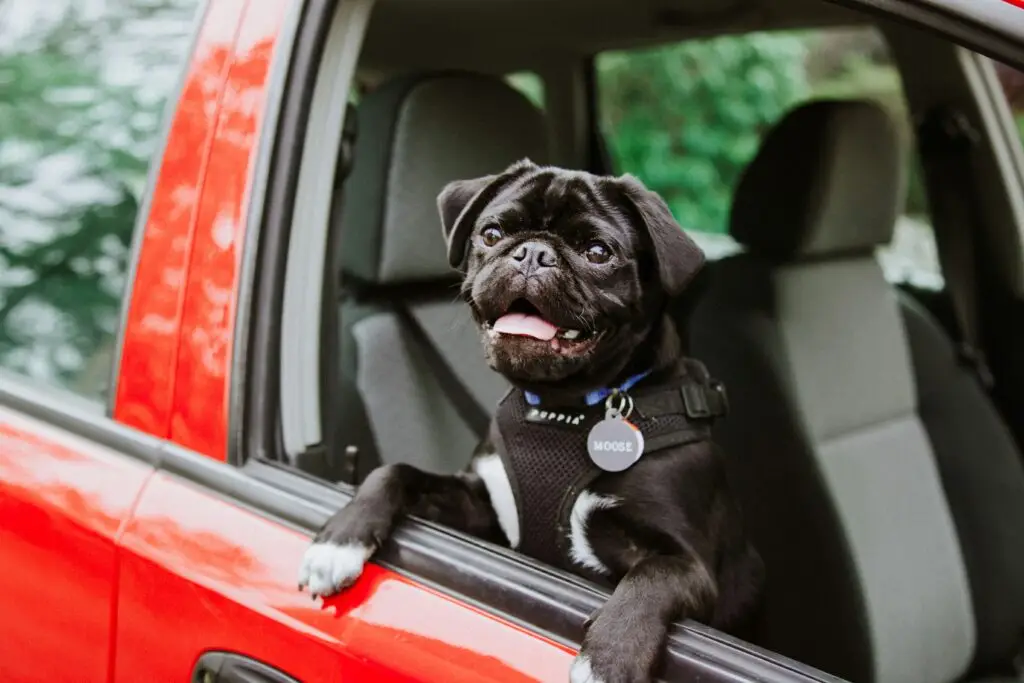 Small black dog leaning out of a car window, capturing the spirit of safe, comfortable travel with Cabin Companions personalized pet transportation services.