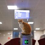 Cat sitting on top of a security gate at an airport, highlighting the contrast between private pet travel vs pet shipping options for safe and comfortable journeys.