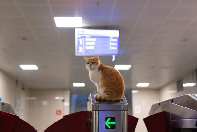 Cat sitting on top of a security gate at an airport, highlighting the contrast between private pet travel vs pet shipping options for safe and comfortable journeys.