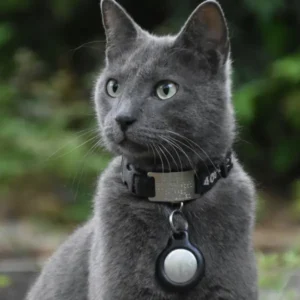 Cat wearing an AirTag collar for real-time travel updates with Cabin Companions