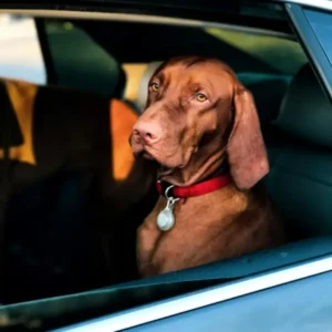 Dog enjoying a road trip with Cabin Companions pet travel service