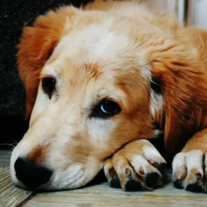 Senior dog with mobility needs traveling safely with Cabin Companions