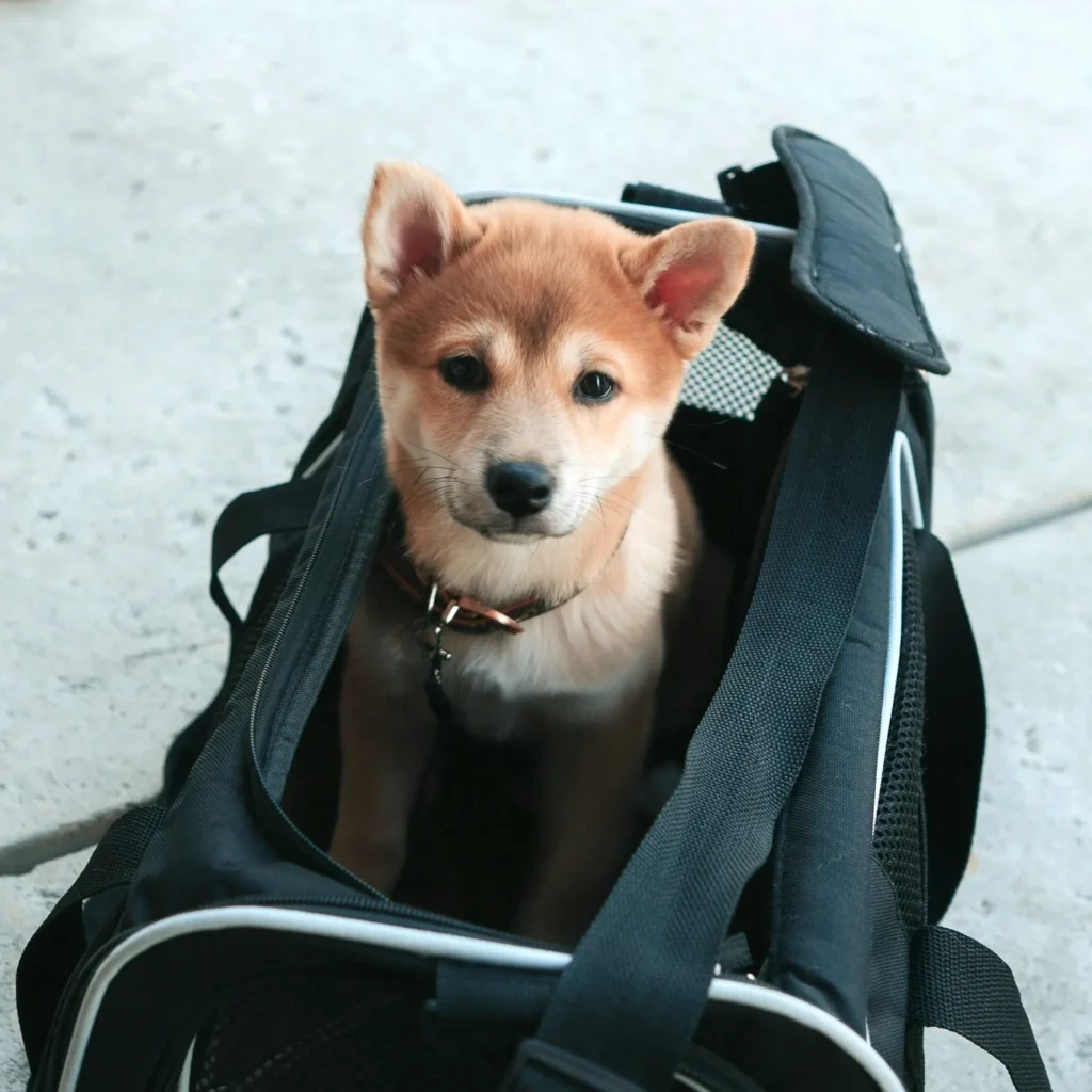 Dog in a Pet Shipping Crate being Escorted by Cabin Companions