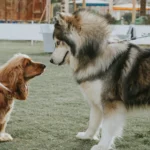 Dogs big and small need different travel options that Cabin Companions offers.