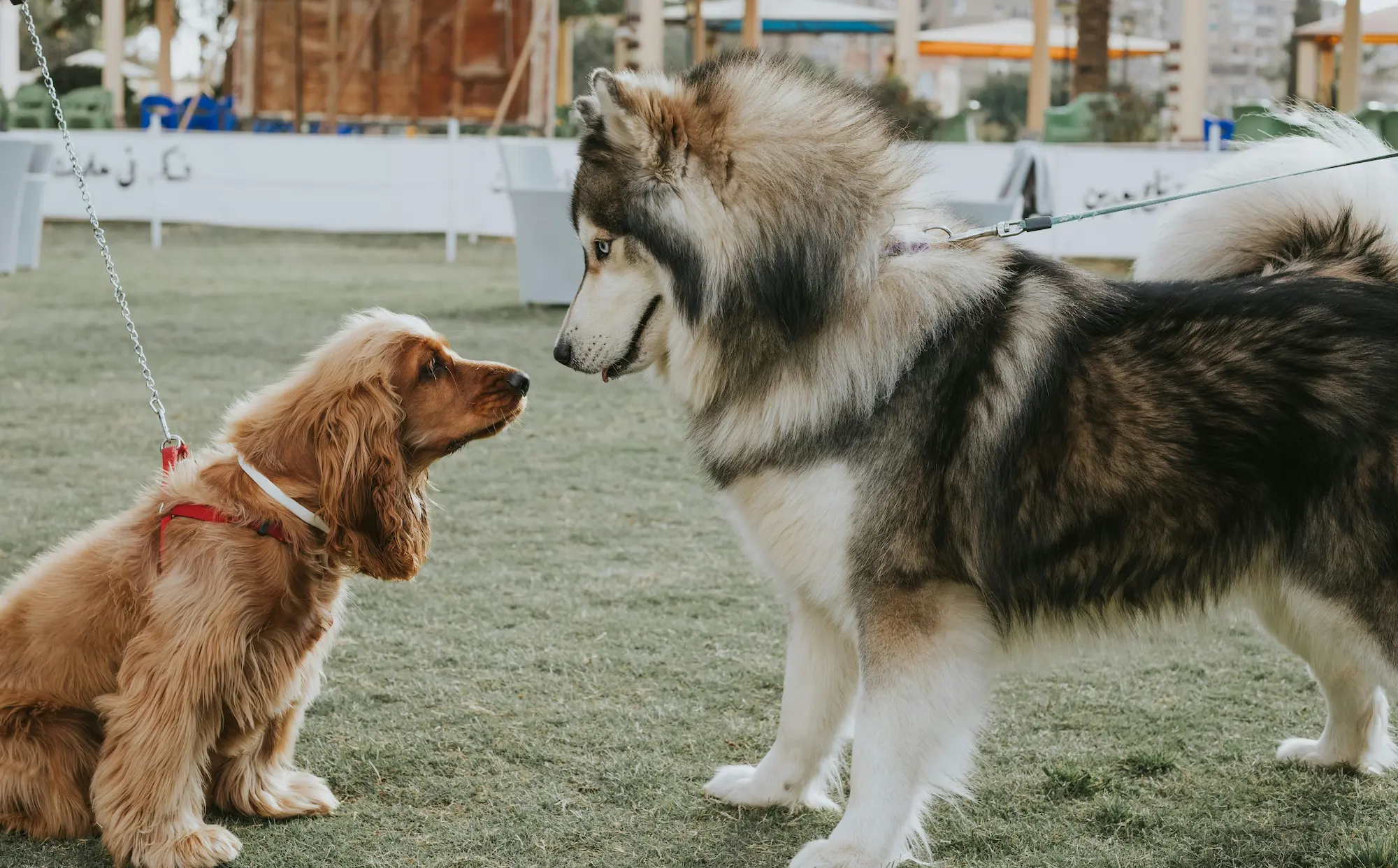 Dogs big and small need different travel options that Cabin Companions offers.