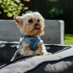 A small Yorkshire Terrier in a blue harness sits on a soft dog bed outdoors, licking its nose — a perfect travel companion for in-cabin pet flights or pet flight nanny services.