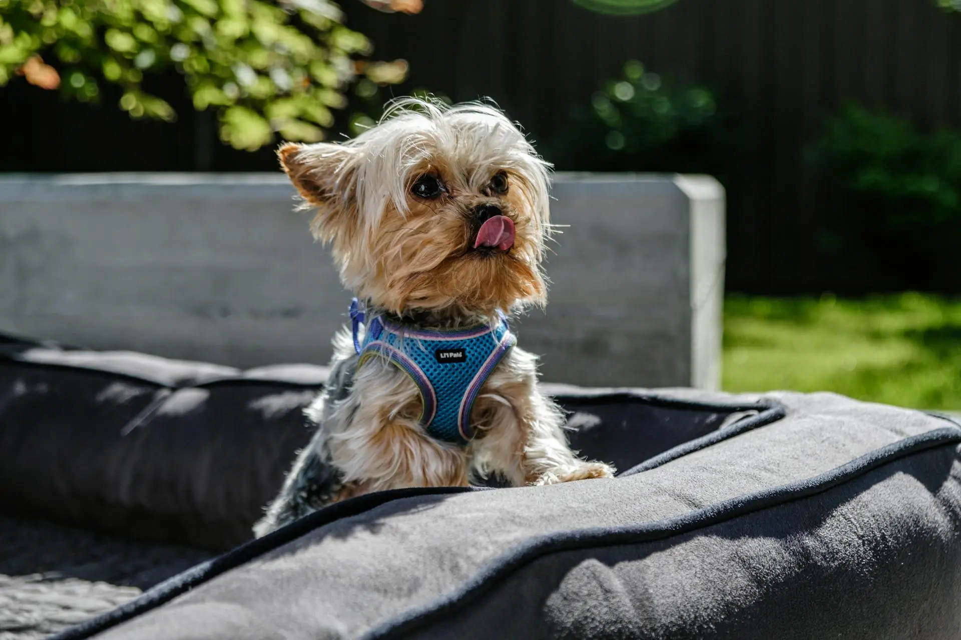A small Yorkshire Terrier in a blue harness sits on a soft dog bed outdoors, licking its nose — a perfect travel companion for in-cabin pet flights or pet flight nanny services.