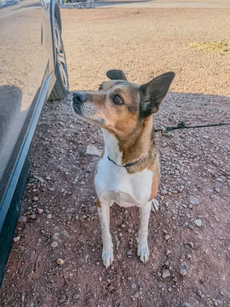 Wilson the dog sits on the ground and looks up at the car during a ground transport stop with Cabin Companions private dog ground travel