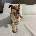 Wilson the dog laying comfortably in a hotel bed on his ground transport trip with Cabin Companions
