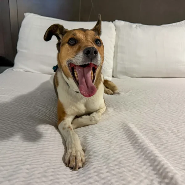Wilson the dog laying comfortably in a hotel bed on his ground transport trip with Cabin Companions