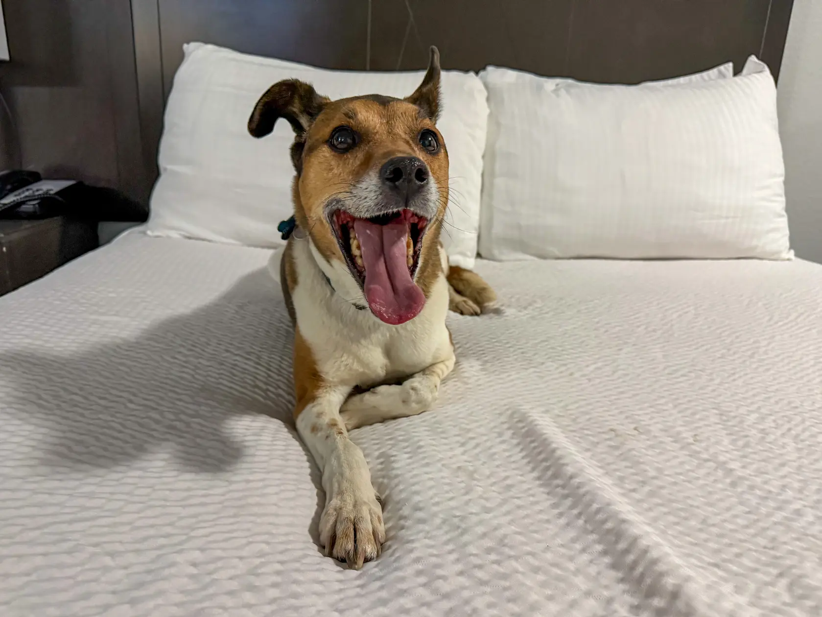 Wilson the dog laying comfortably in a hotel bed on his ground transport trip with Cabin Companions