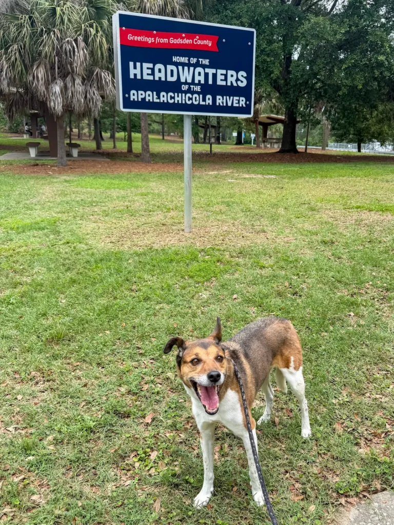 Wilson the dog in front of a roadside sign in Florida during Ground Travel with Cabin Companions