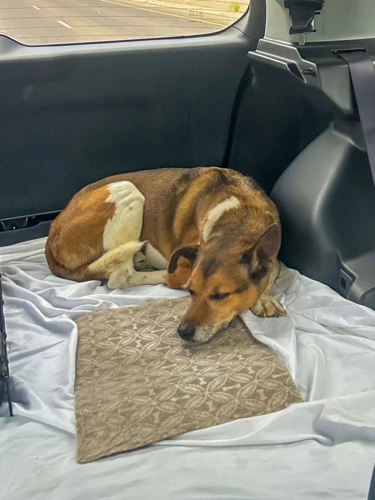 Wilson peacefully sleeping in the back of a car during cabin companions private ground transportation