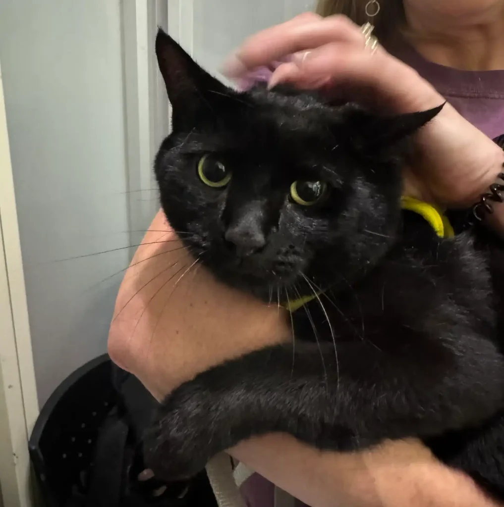 One of four cats personally escorted from Rochester, New York to Bangkok, Thailand during an international relocation journey