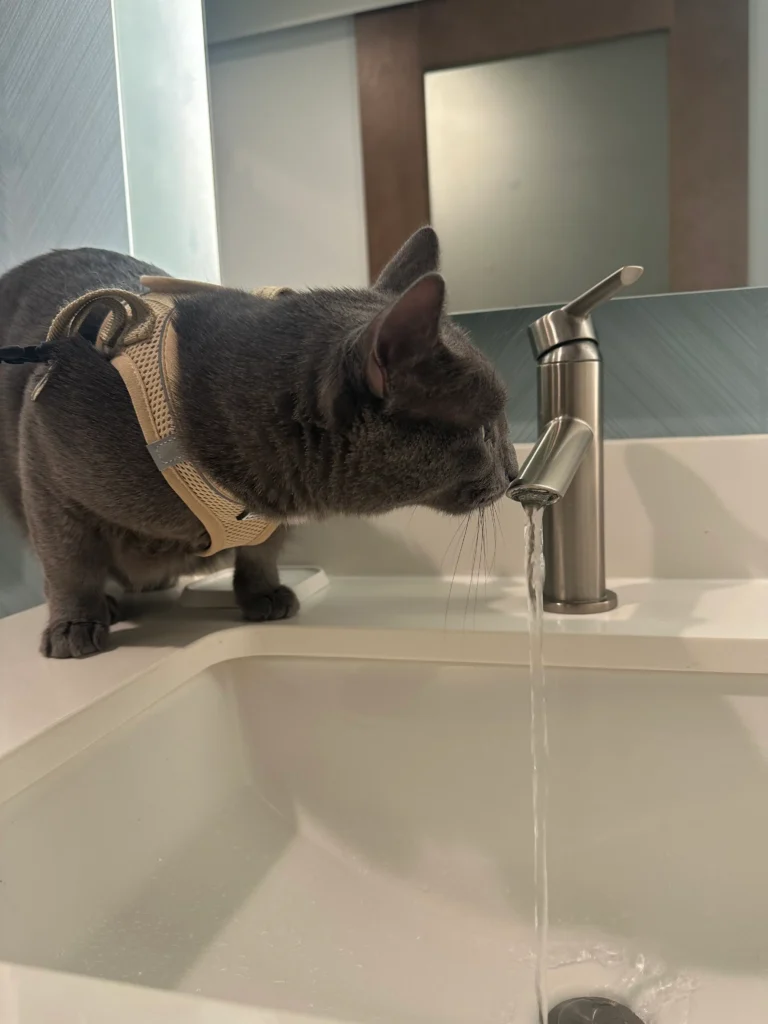 A cat drinking from a sink during an overnight stop on the journey from Phoenix to Madrid