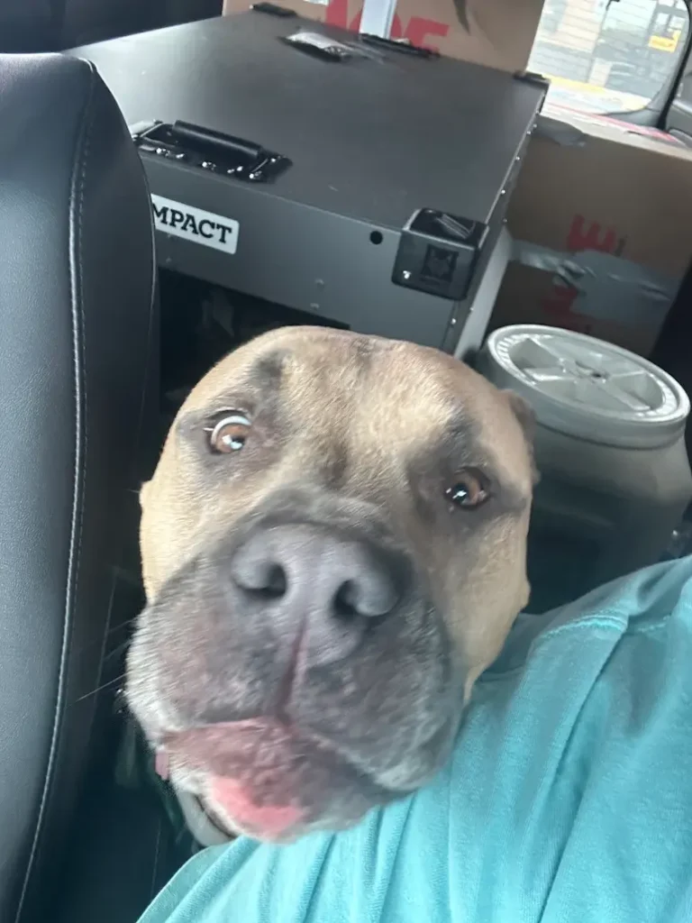 Remy the dog looking out of the car during private ground transport from Montana to Miami