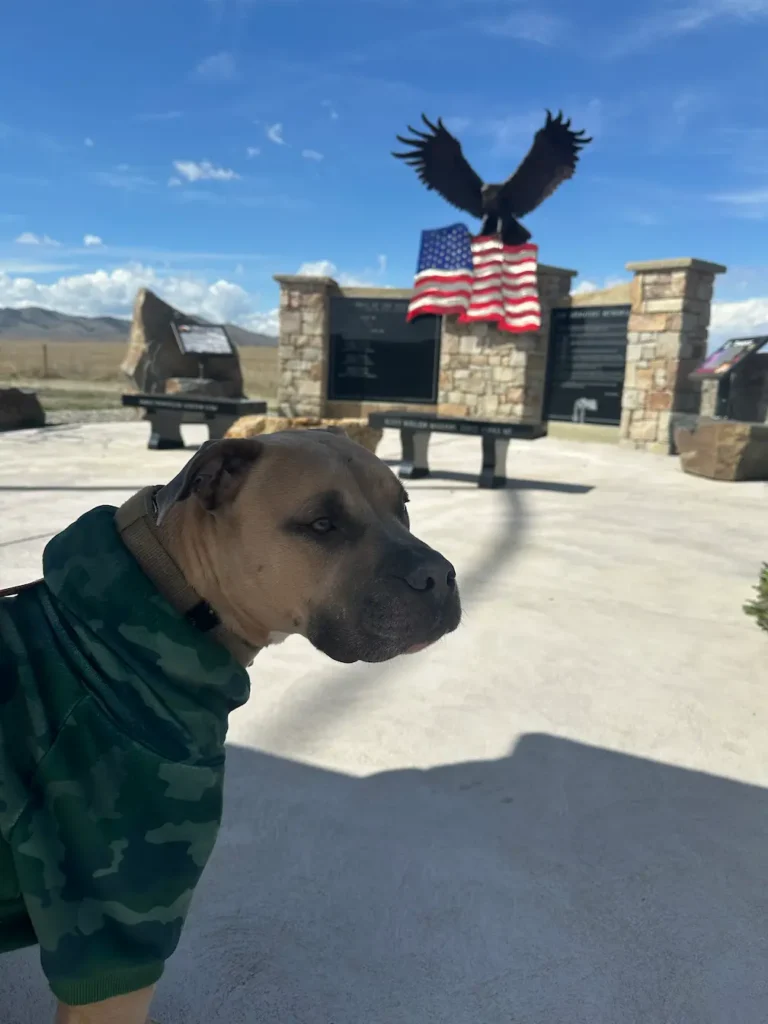 Remy the dog enjoying a dog park during a long distance ground transport with Cabin Companions