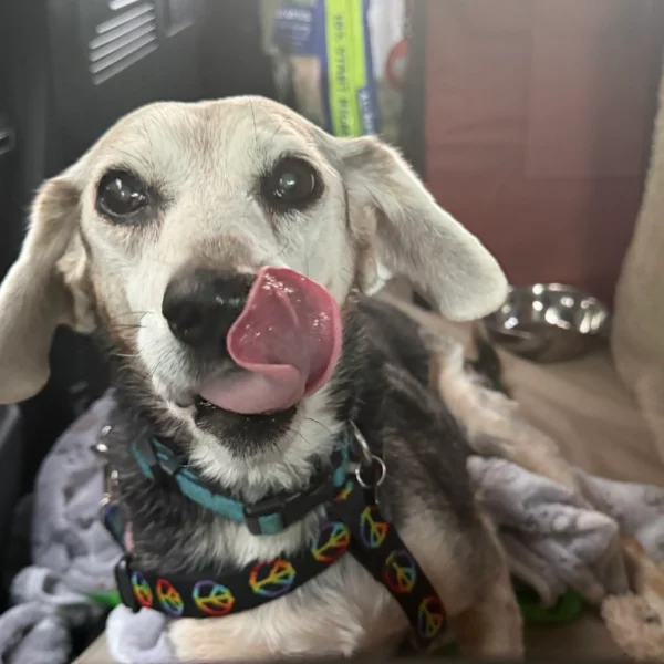 Senior dog licking his nose in the car during private ground transport with Cabin Companions