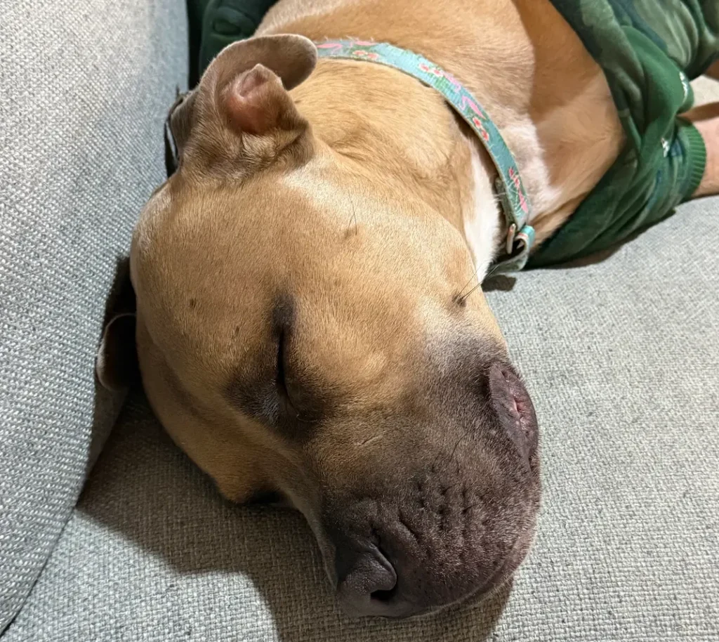 Remy sleeping comfortably during private ground transport