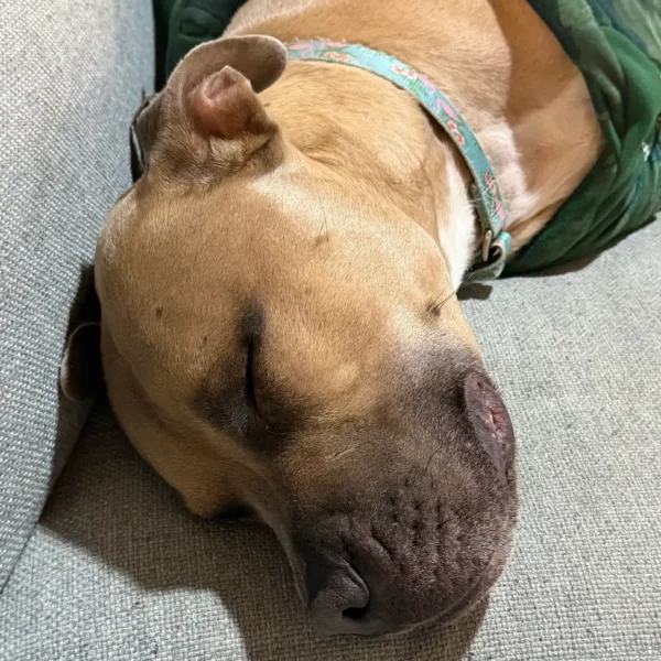 Reactive dog sleeping during private ground transportation with Cabin Companions