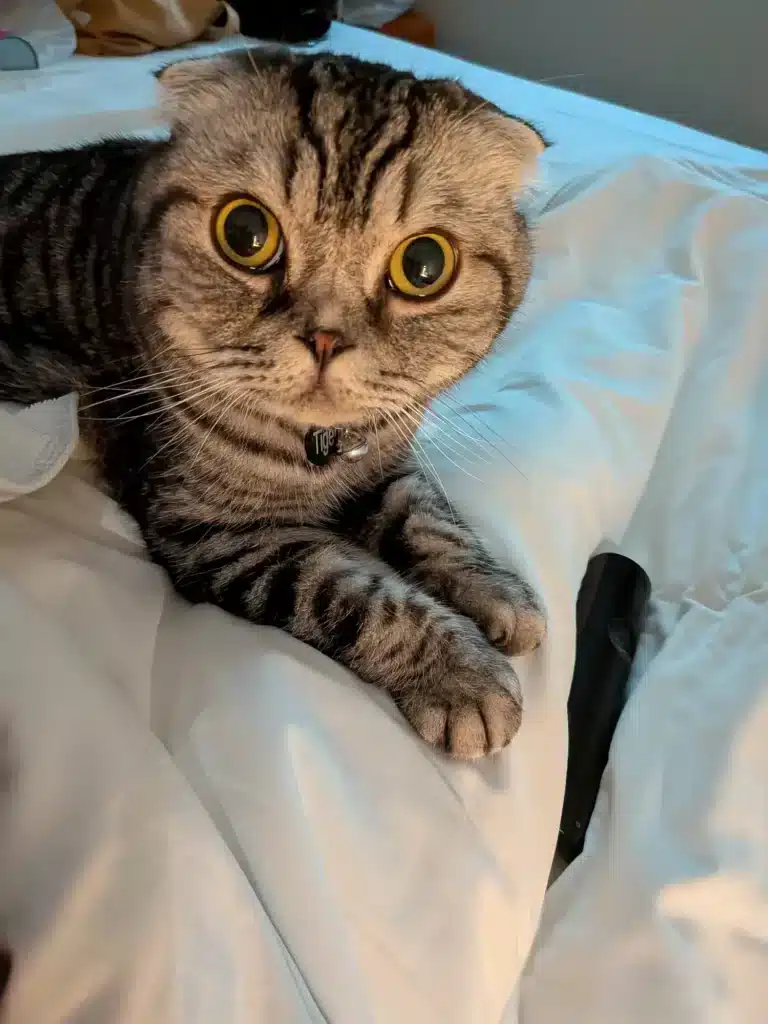 Tiger the cat resting comfortably during an international journey