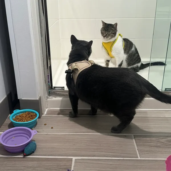 Two cats traveling together from Phoenix to Madrid with Cabin Companions
