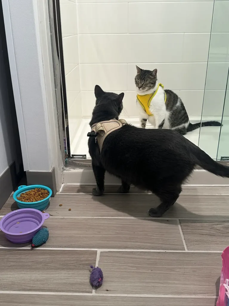 Two cats traveling together from Phoenix to Madrid