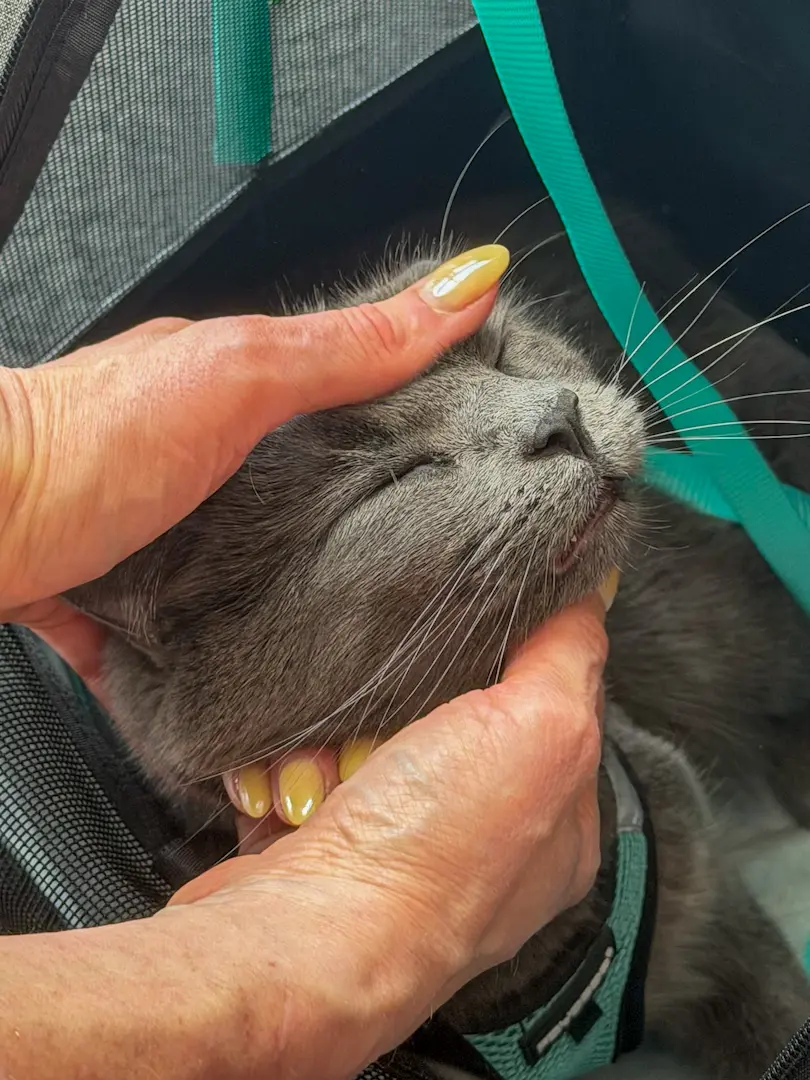 Max the cat during a Cabin Companions journey