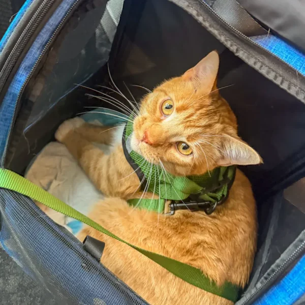 Finn looks out of his carrier at the airport on a journey with Cabin Companions Pet Travel