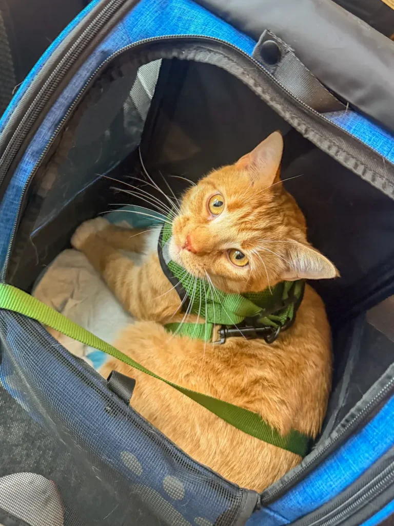 Finn looking out of his carrier during travel