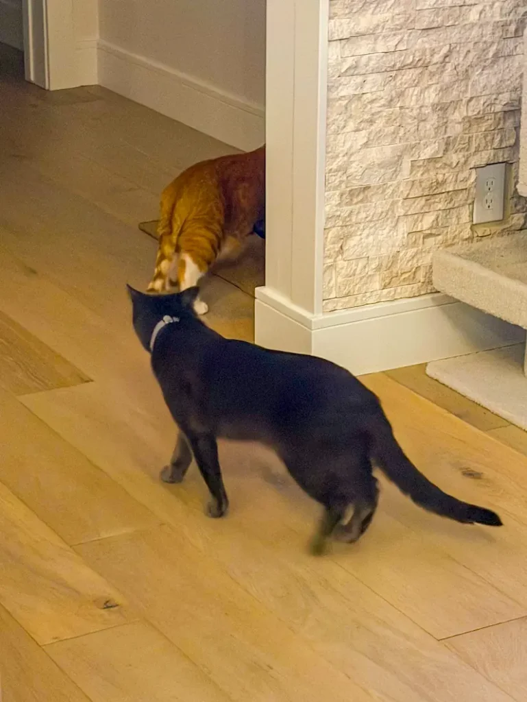 Max and Finn wait for the litter box after a cross-country journey with Cabin Companions Pet Travel