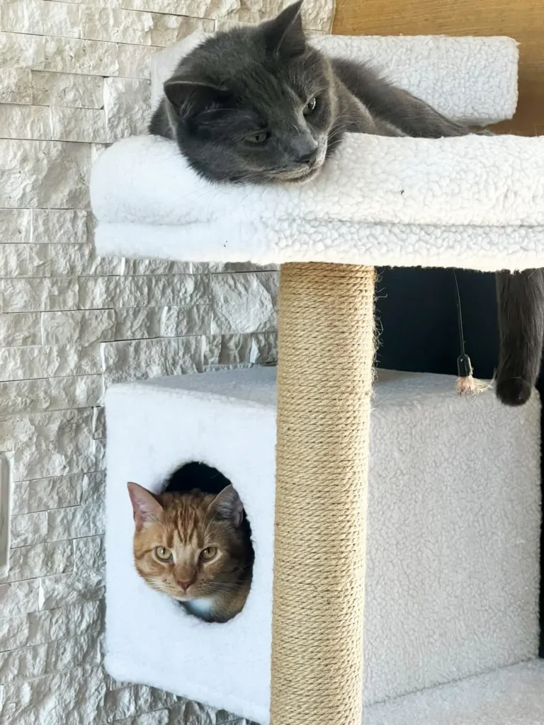 Max and Finn relax at their new home after a cross-country journey with Cabin Companions Pet Travel