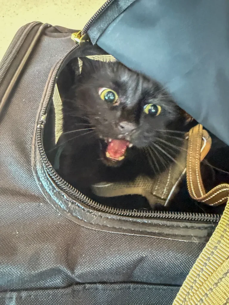 Vader the cat relaxing during his in-cabin journey from Rhode Island to Florida with Cabin Companions