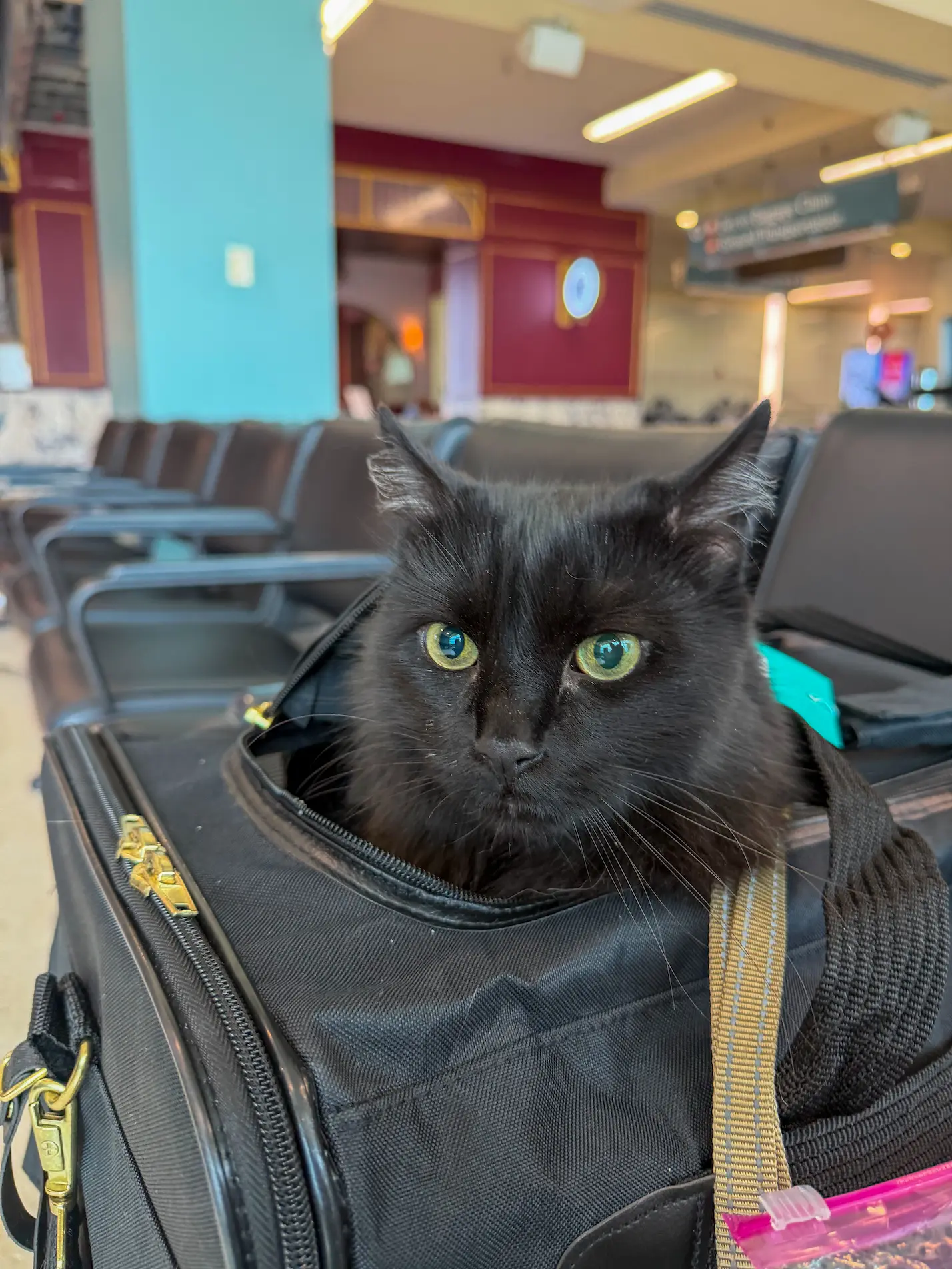 Vader the cat traveling through an airport with Cabin Companions