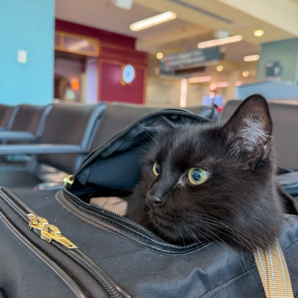 Vader the cat looks around with his head out of his pet carrier at the airport