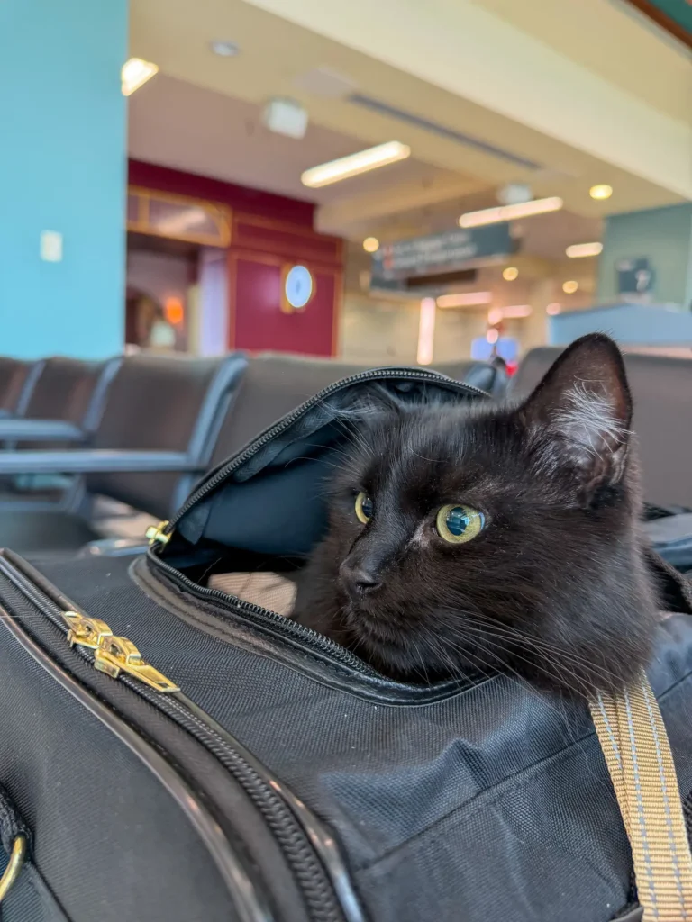 Vader looking out from his carrier at the airport