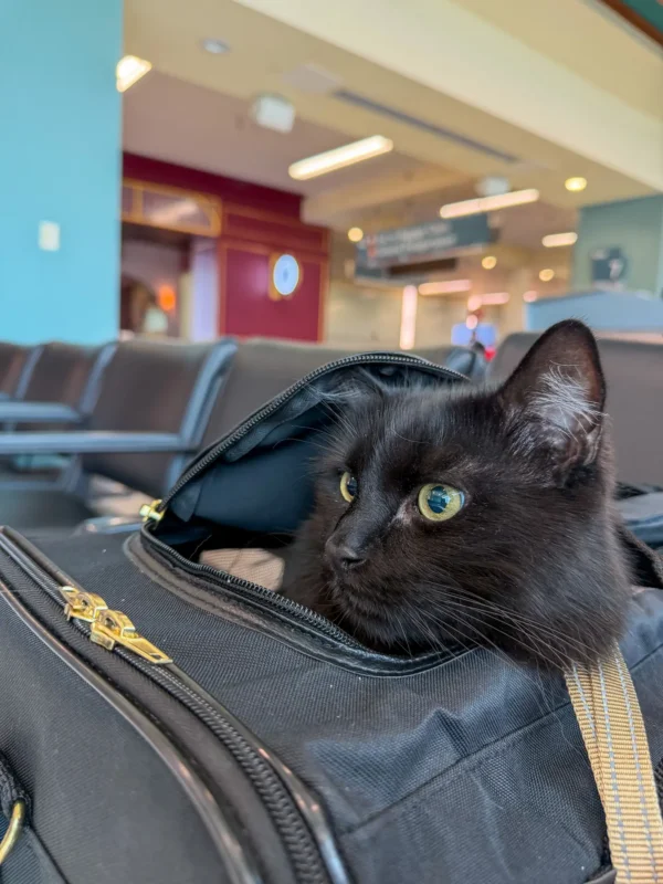 Vader the cat looks around with his head out of his pet carrier at the airport