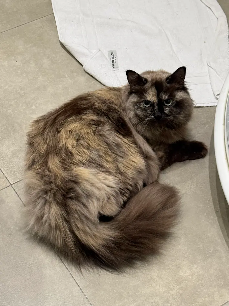 Tontish the Cat relaxing on the floor during a trip with Cabin Companions