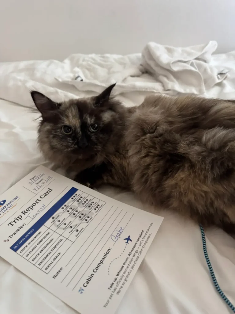 Tontish the cat relaxing on a bed in Italy on an international trip with Cabin Companions