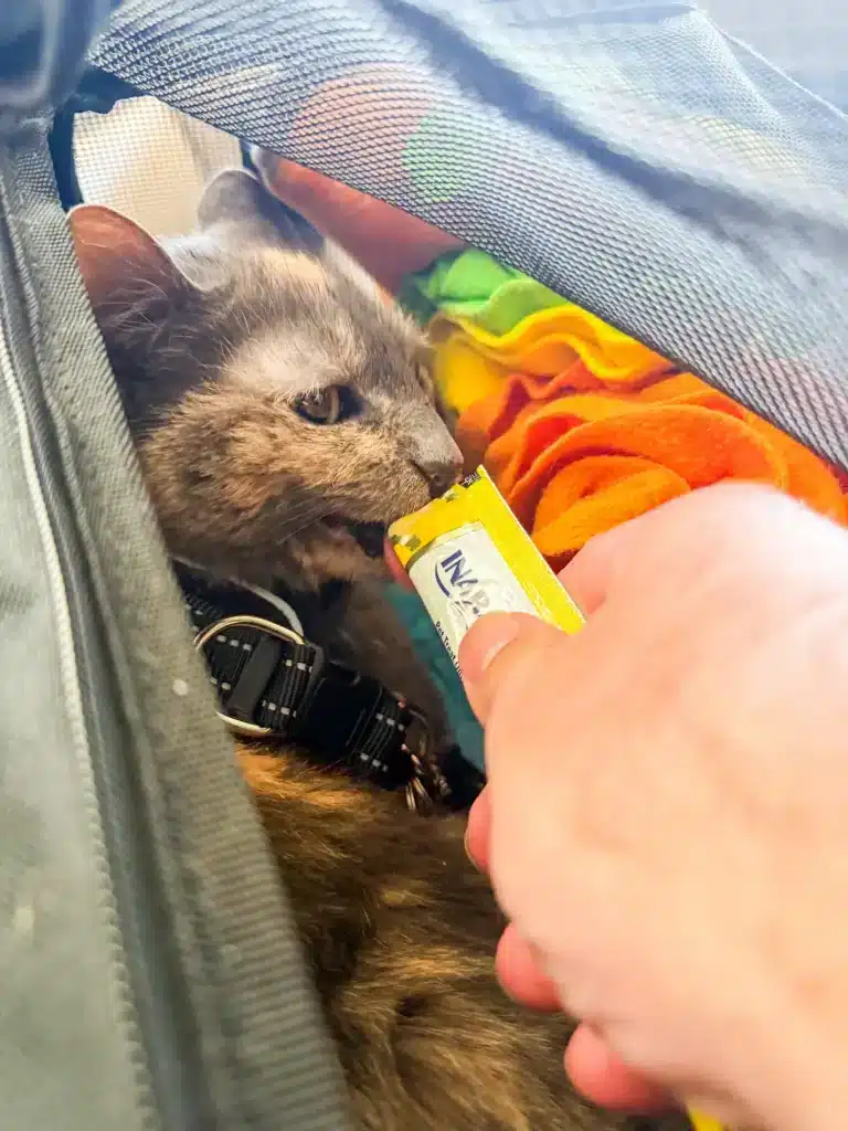 Bindi the cat enjoying a churu snack at the Houston Airport with Cabin Companions Pet Travel