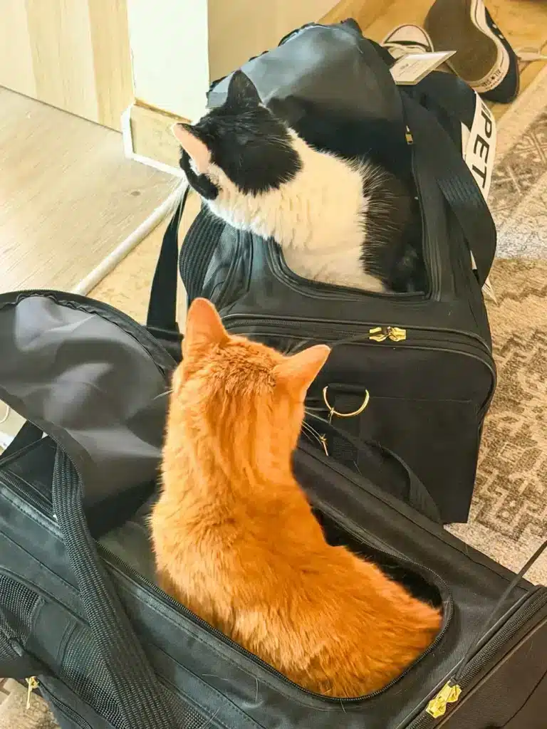 Butter and Ziva step out of their carriers in their new home after domestic in-cabin pet travel with Cabin Companions