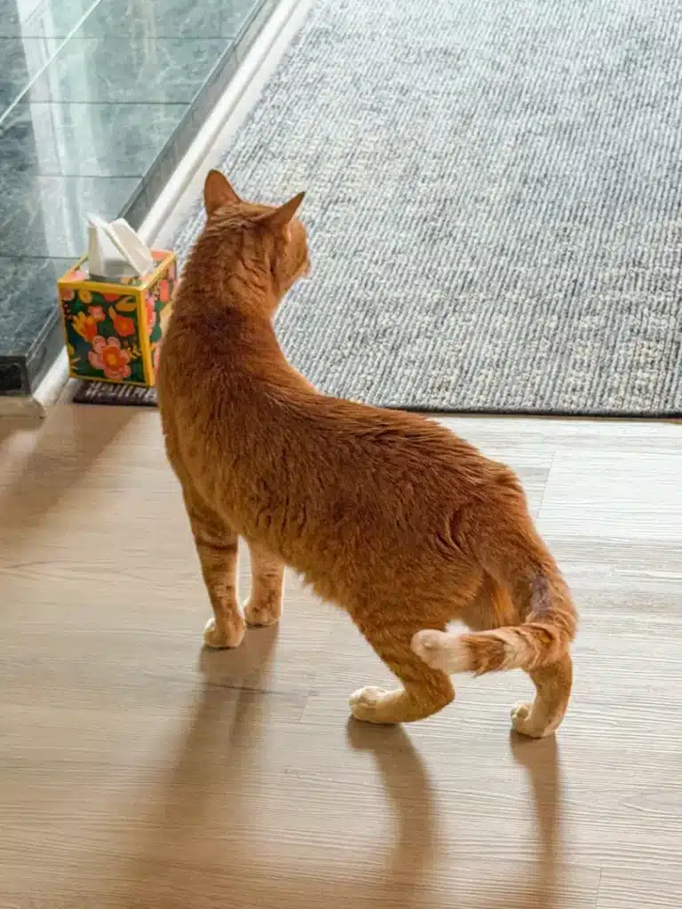 Butter the cat exploring his new home after domestic in-cabin pet travel with Cabin Companions