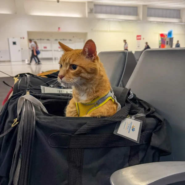 Butter the cat sticking his head out of the carrier at BWI airport with Cabin Companions