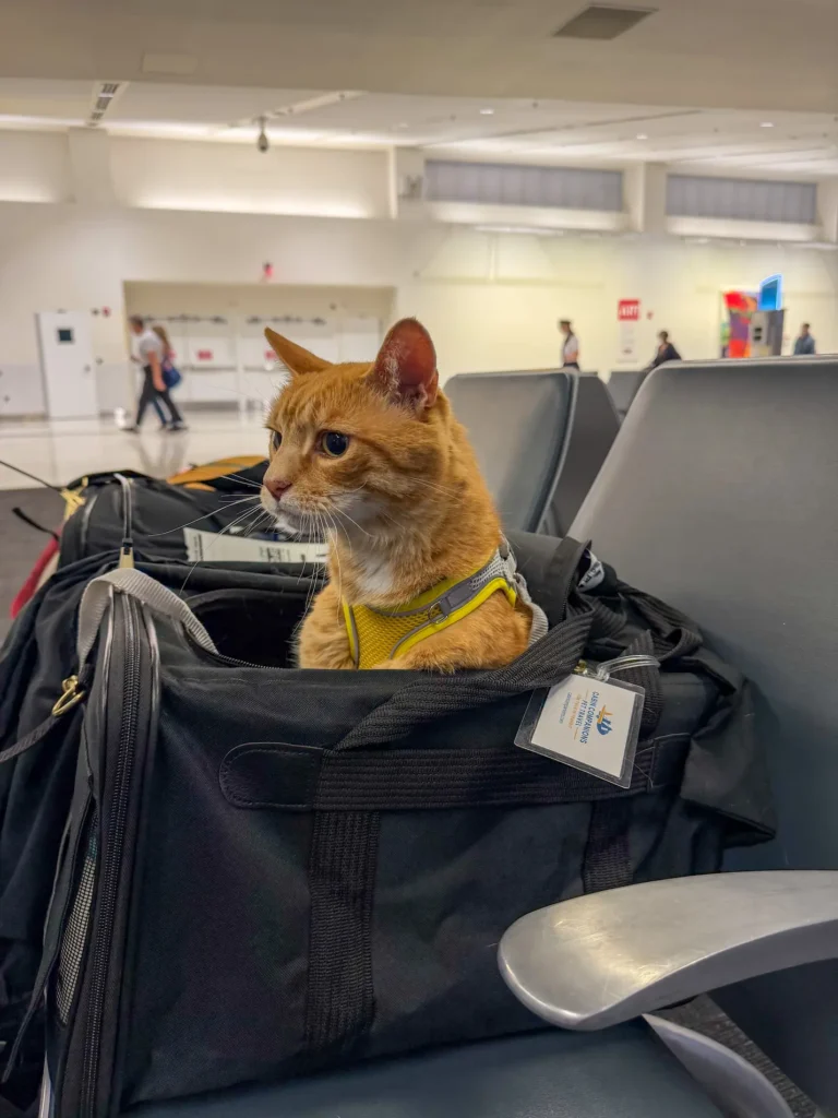 Butter exploring the airport from his carrier