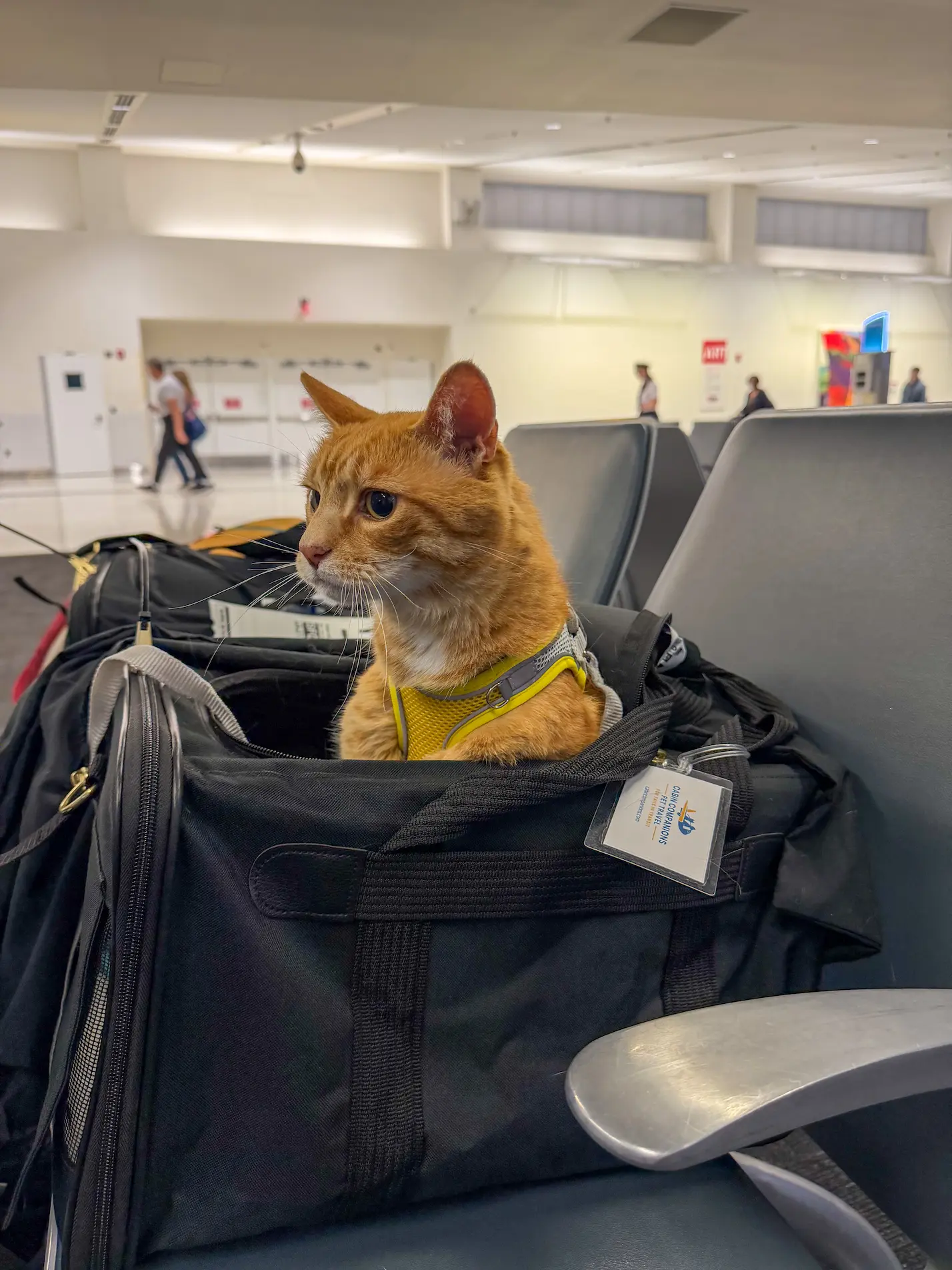 Butter the cat sticking his head out of the carrier at BWI airport with Cabin Companions