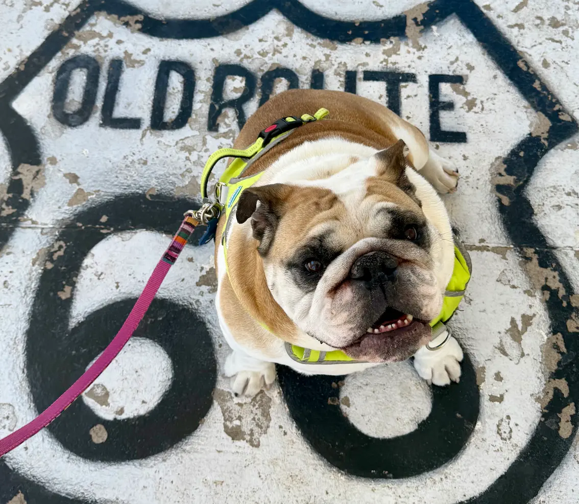 Kevin the bulldog on a private ground journey with Cabin Companions