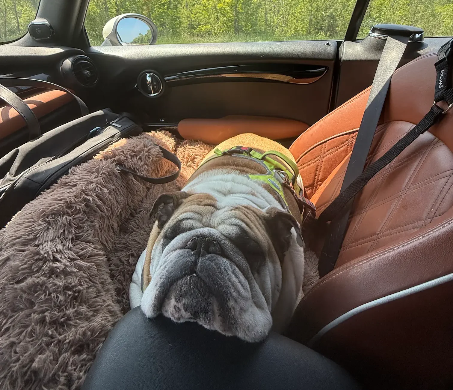 Kevin the bulldog relaxing during a private Cabin Companions road journey