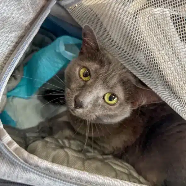Semka the cat peeking out of her carrier during international travel from Newark to Mexico